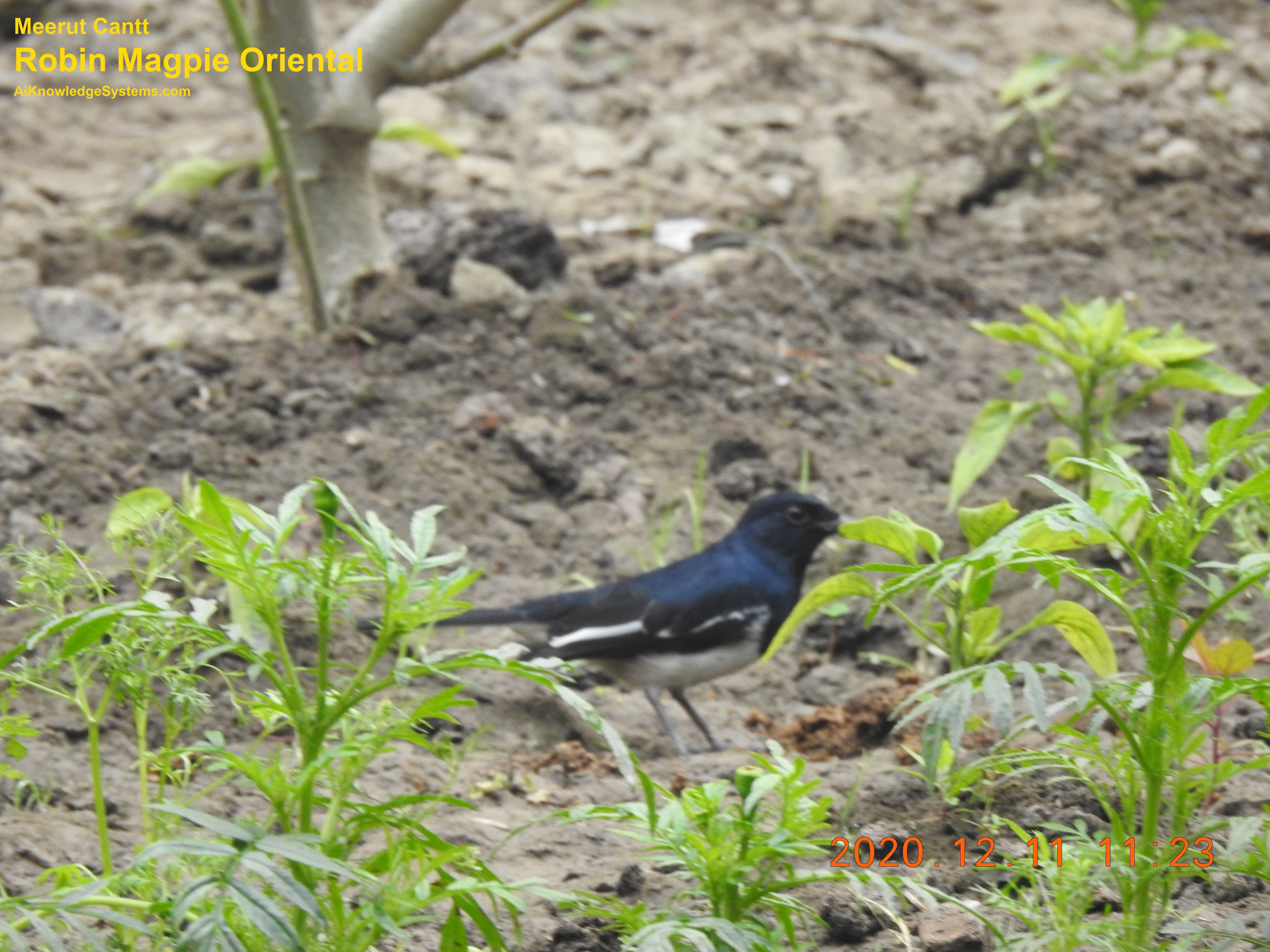 Magpie Robin (35) Coming Soon